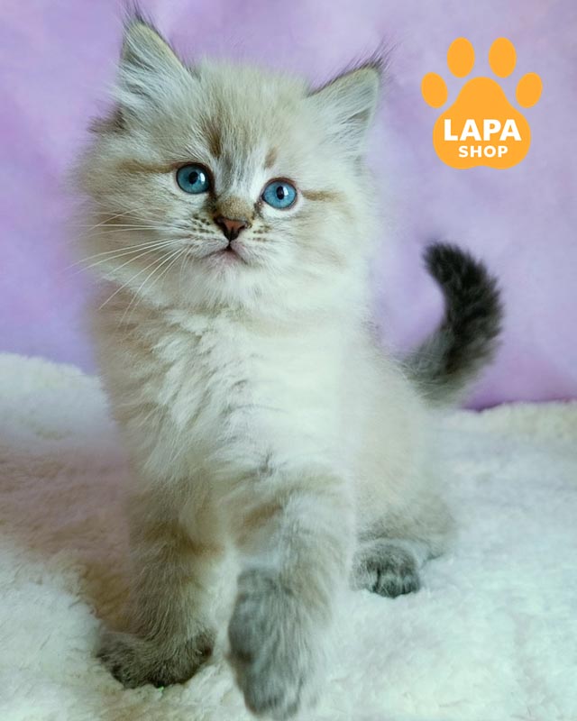 сибірське кошеня