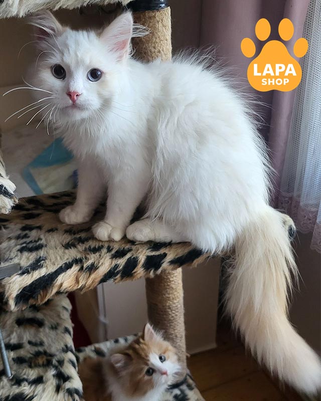 кремове сибірське кошеня