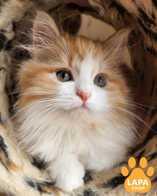 біло-руде сибірське кошеня