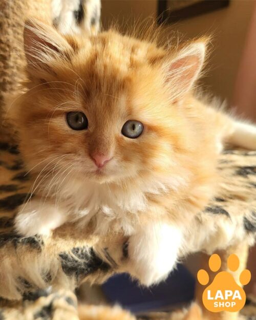 руде сибірське кошеня