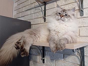 Грационный сибирский котенок нежного окраса Benoit sib dad 2