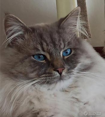 Adele – роскошная невская маскарадная красотка в пушистой шубке sib dad 3