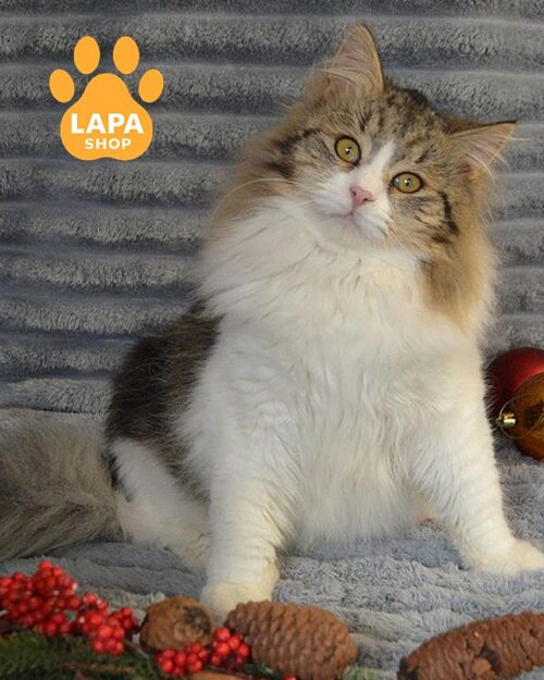 біколорний сибірський кіт