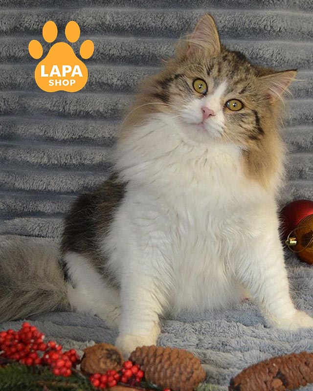 біколорний сибірський кіт