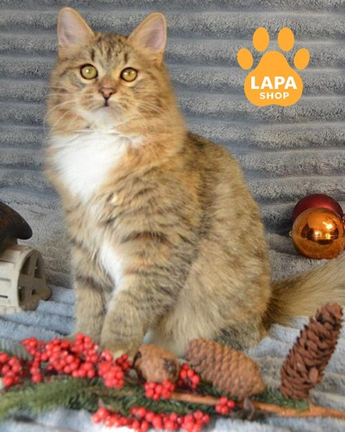 плямиста сибірська кішка