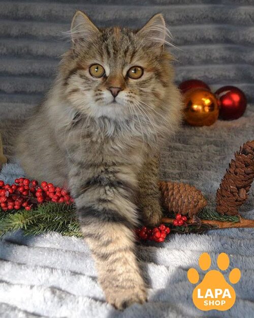 плямиста сибірська кішка