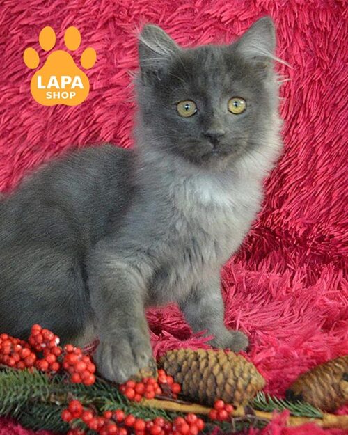 блакитне сибірське кошеня