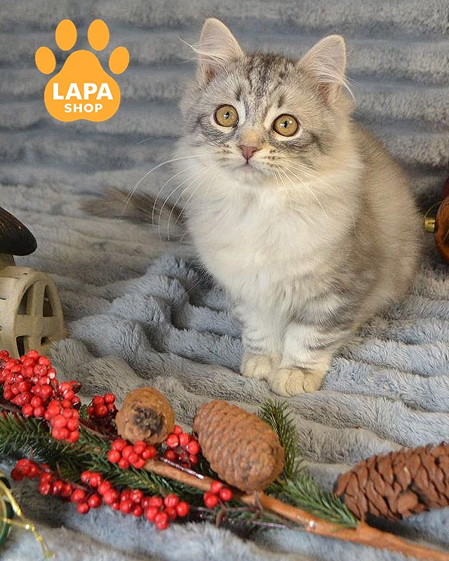 плямиста сибірська кішка