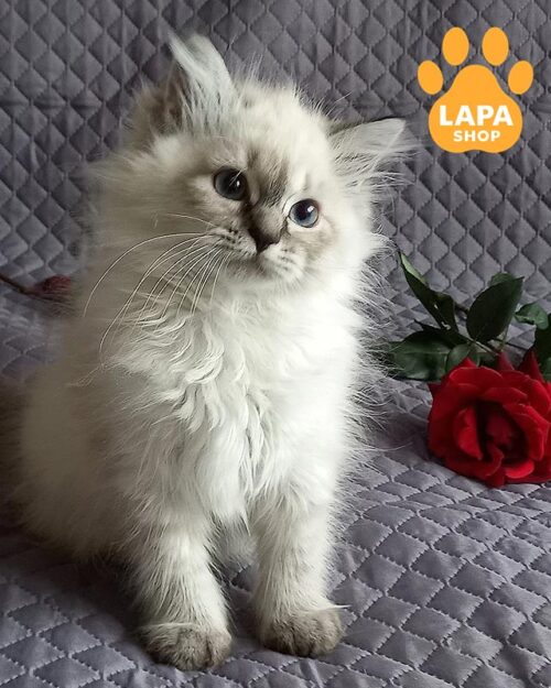 сибірська невська масарадна кішка