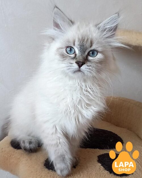 сибірське невське маскарадне кошеня