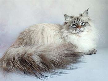 Грационный сибирский котенок нежного окраса Benoit sib mom 2