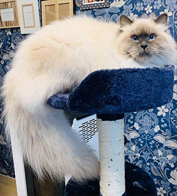 Adele – роскошная невская маскарадная красотка в пушистой шубке sib mom 3