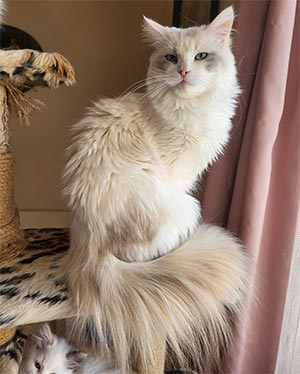 Bentley — грайливий сибірський красень рідкісного кремового забарвлення з глибоким блакитнооким поглядом sib mom1