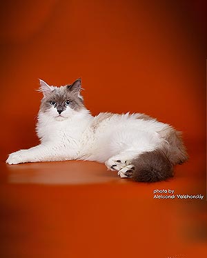 Bentley — грайливий сибірський красень рідкісного кремового забарвлення з глибоким блакитнооким поглядом sib mom2