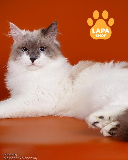 біколорний сибірський кіт