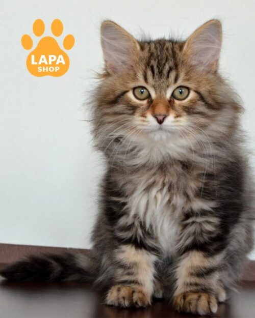 сибирский котенок