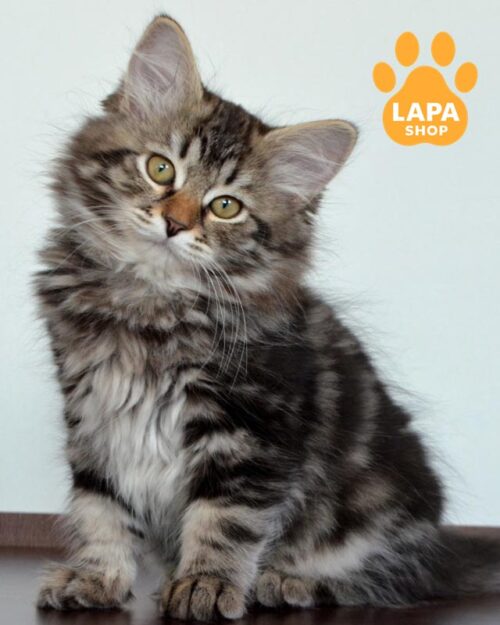 мраморная сибирская кошка