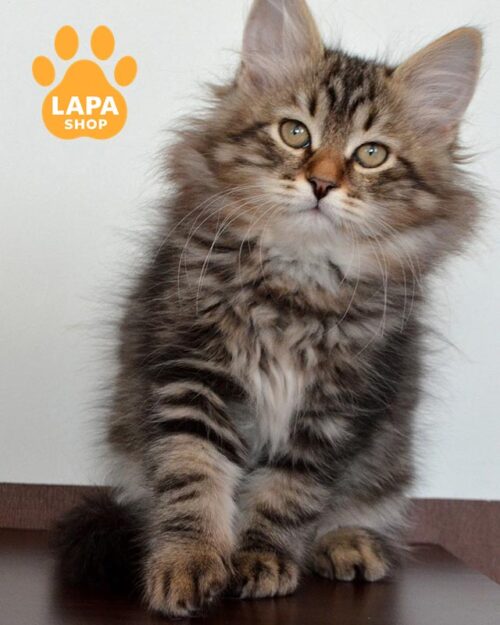 сибирский котенок