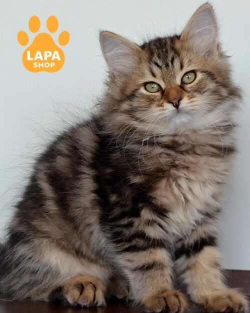 сибірська кішка