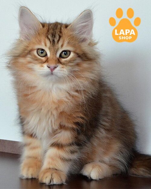 мармурово-золотий сибірський котик