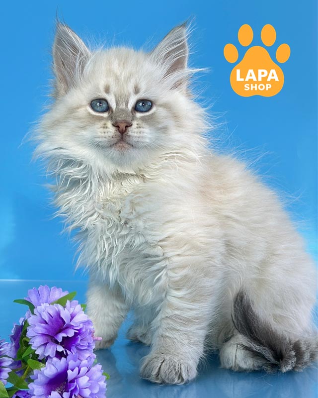 сибирский котенок