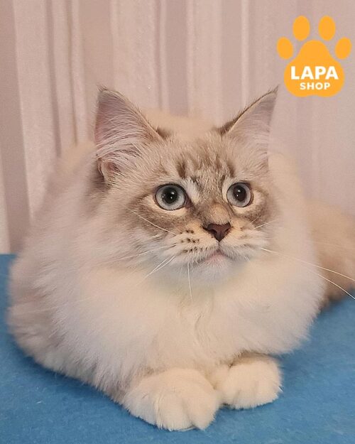 сибірський котик