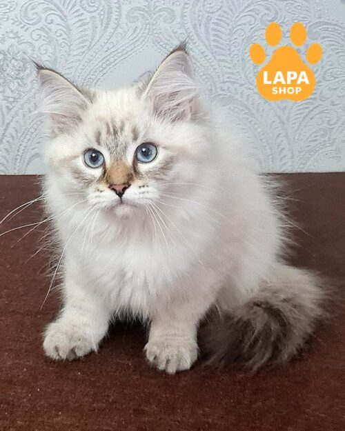 сибірське кошеня