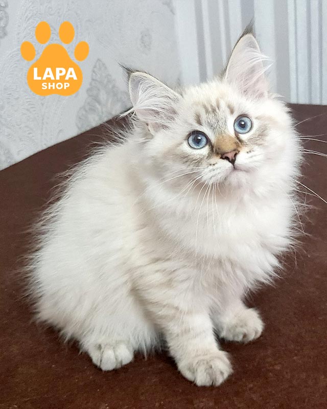 сибірське кошеня