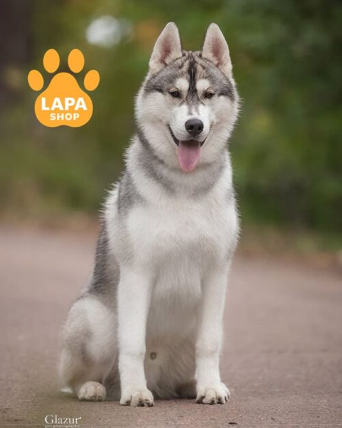 сіро-білий сибірський хаскі