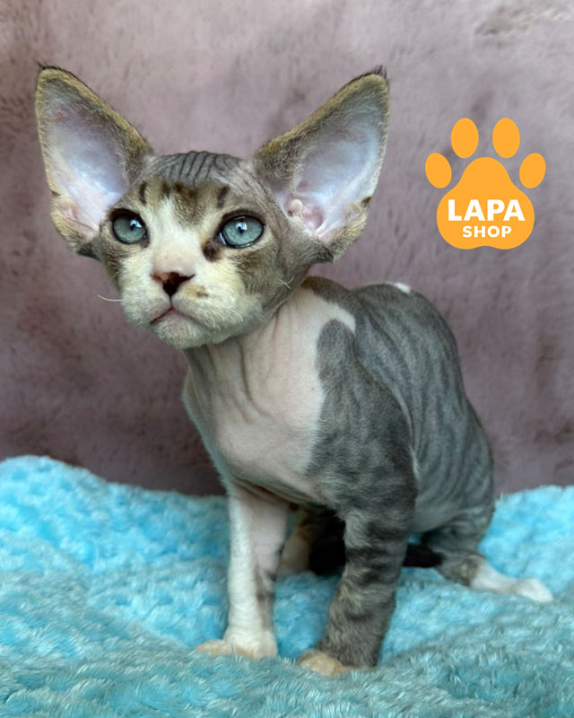 чорний таббі девон-рекс