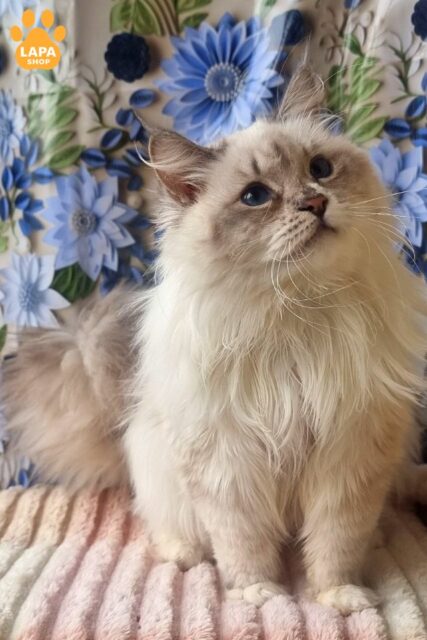 Smiyana is an Exquisite Neva Masquerade Kitty smiyana010