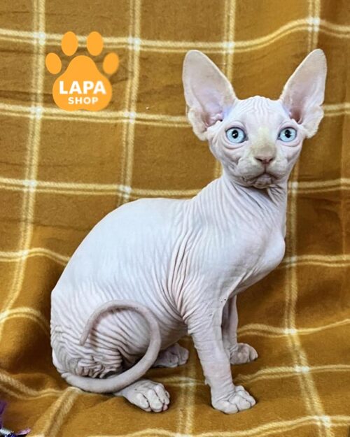 блакитноокий канадський сфінкс