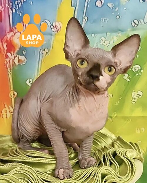 биколорная кошка канадский сфинкс