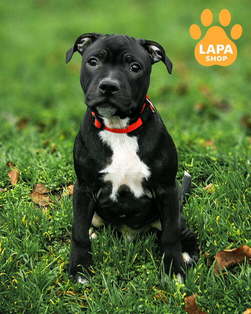 чорний стаффордширський бультер'єр