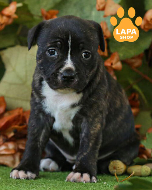 стаффордширський бультер'єр