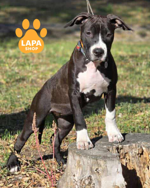 черно-белый американский стаффордширский терьер