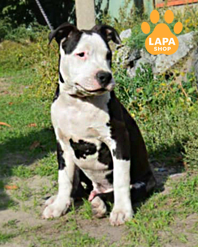 чорно-білий американський стаффордширський терʼєр