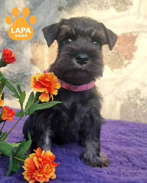 цвергшнауцер забарвлення чорне з сріблом