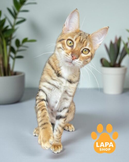 кішка тойгер