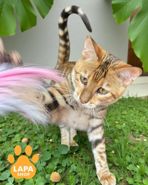 кішка тойгер