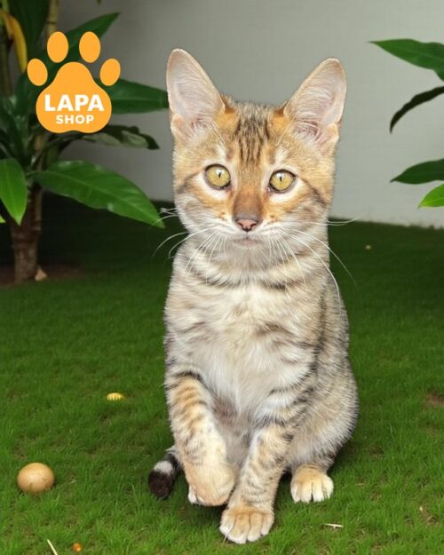 Bright Tiger Toyger Beauty Liora-Kai