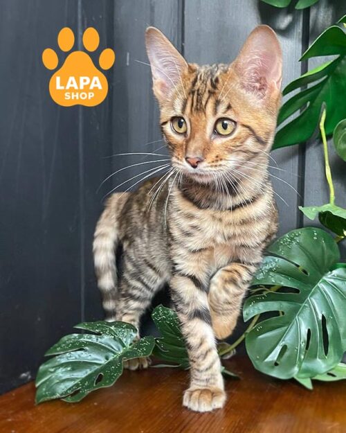 кошка тойгер