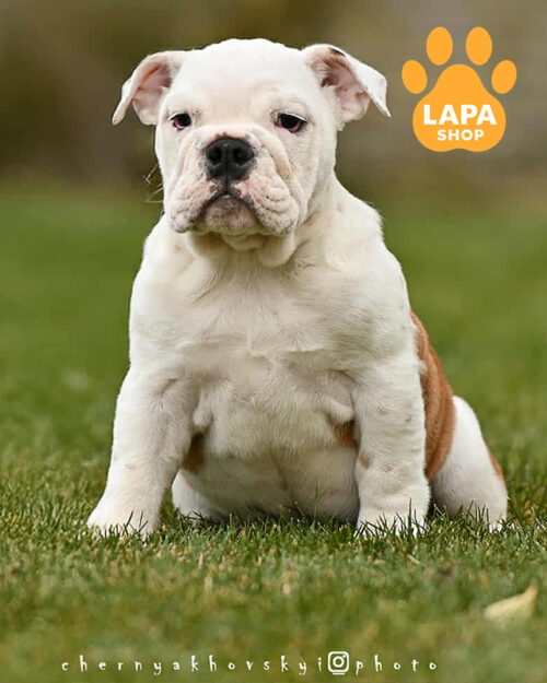 рудо-білий англійський бульдог