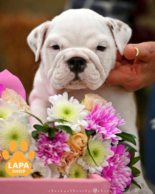 red and white English bulldog