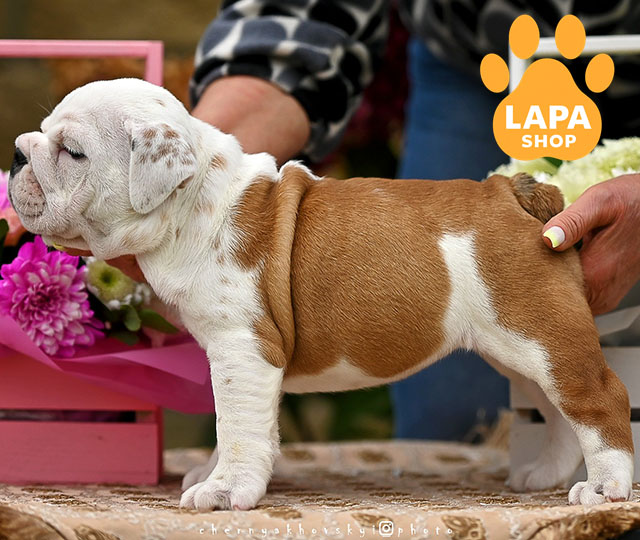 Uma — Beautiful Lady of the English Bulldog Breed in a Red and