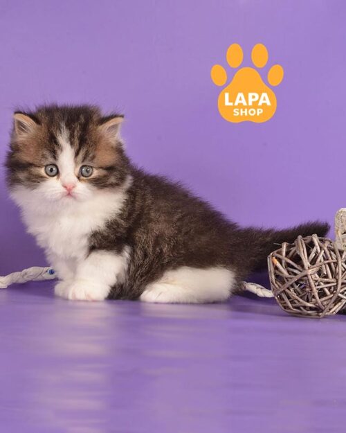 Munchkin Longhair Kitty