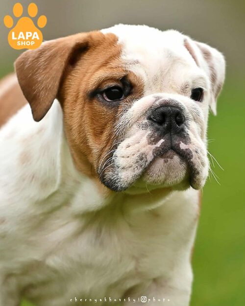 рудо-білий англійський бульдог