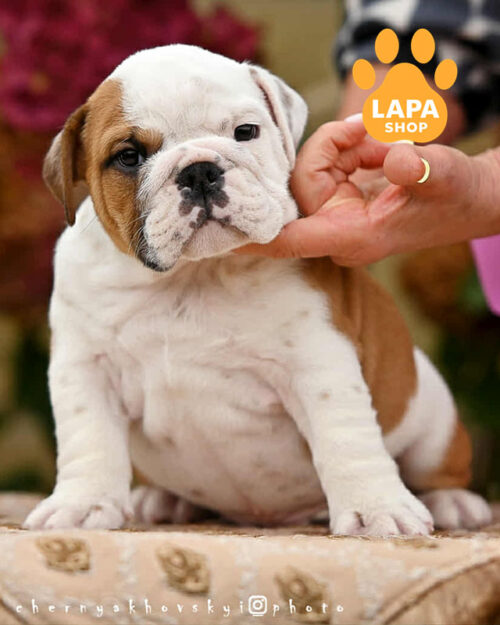 red and white English bulldog