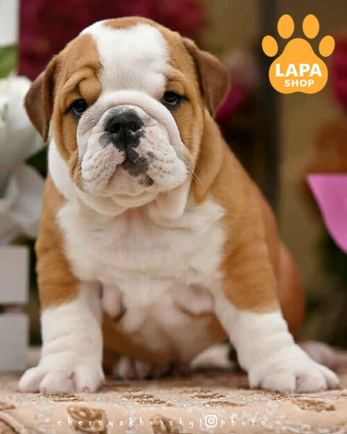 рудо-білий англійський бульдог