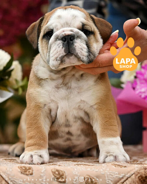 рудо-білий англійський бульдог